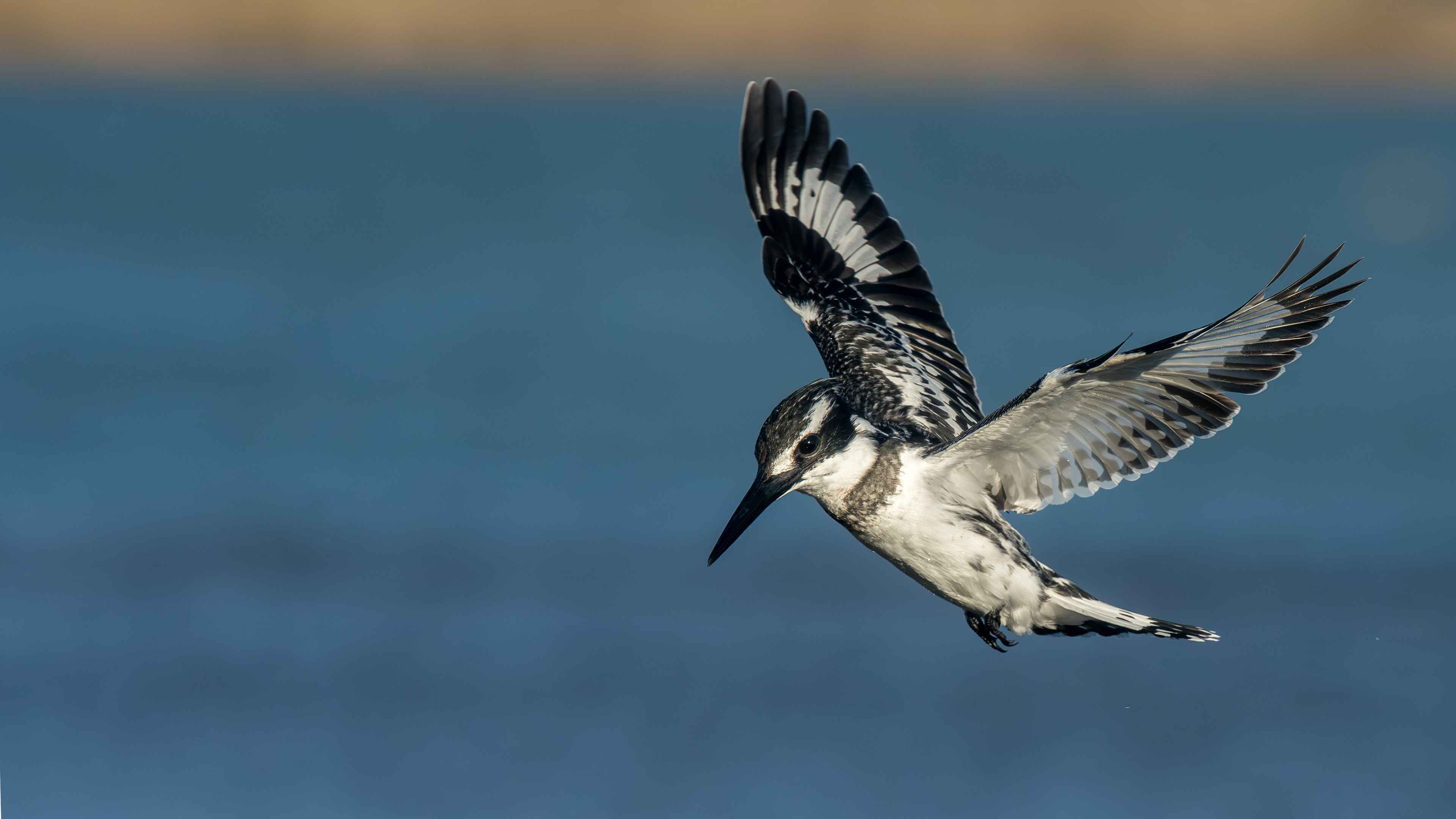 Pied Kingfisher